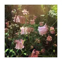wild summer flowers - design