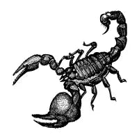 Scorpion, ink drawing - design