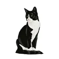 Black And White Cat - design
