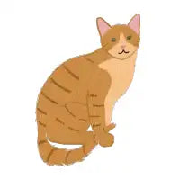 Cat - design
