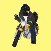 Ruff Rider - design