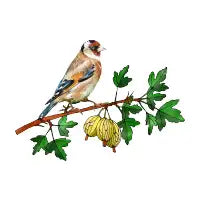 goldfinch bird - design