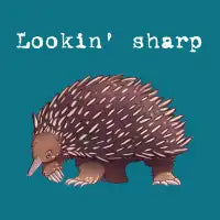 Echidna - Lookin' Sharp - design