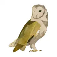 Barn owl - design