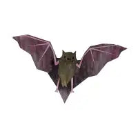 Bat - design