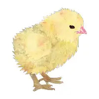 Chick - design