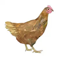 Chicken - design