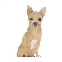 Chihuahua - design