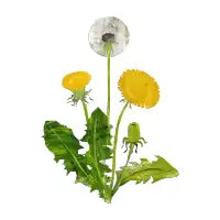Dandelion - design