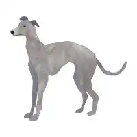 Grey hound - design