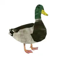 Mallard Duck - design