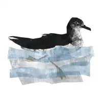 Manx Shearwater (swimming) - design