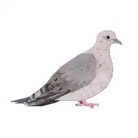 Mourning Dove - design