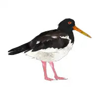 Oystercatcher - design