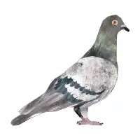 Pigeon - design