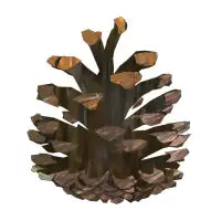 Pinecone - design