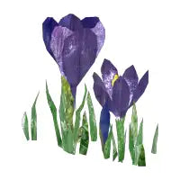 Purple crocus - design