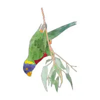 Rainbow Lorikeet - design