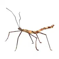 Stick insect - design
