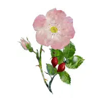 Wild rose (Dog rose) - design