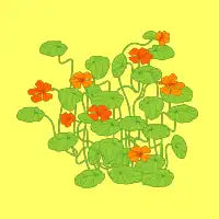 Nasturtiums - design