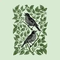 American Robin Pair - design