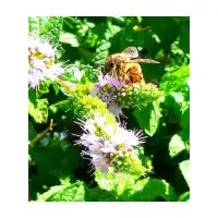 Bee - design