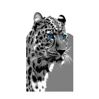 Black and Blue - design