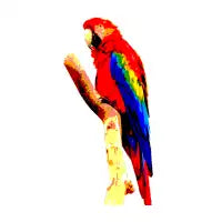 Maccaw - design