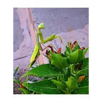Morning Mantis - design