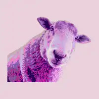 Sheep - design