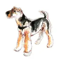 Airedale Terrier - design
