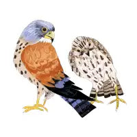 Lesser kestrel - design