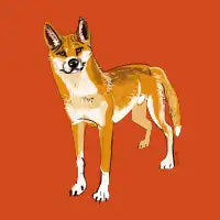 Desert Ginger Dingo - design