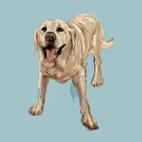 happy Labrador Dog - design