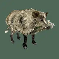 Love a Boar the Valentines wild pig - design