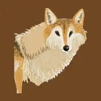 Tibetan Wolf Detail - design