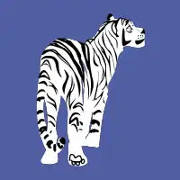 White tiger in Peri background - design