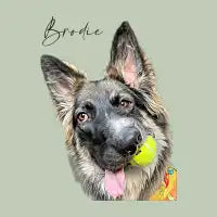 Brodie - design