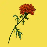 French Marigold Flower Vibrant Ink Drawing - design