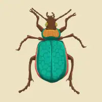 Big Ol' Bug - design