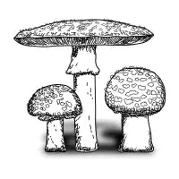 Amanitas - design