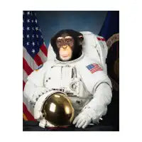Space Chimp (Unbranded) - design