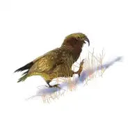 Kea - design