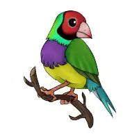 Gouldian Finch - design