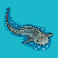 Leopard Shark / Zebra Shark - design