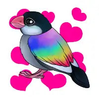 Rainbow Finch - design