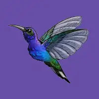 Sapphire Hummingbird - design