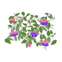 Fuchsia Flower - design