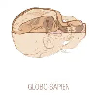 globo sapien - design